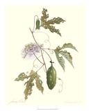 Passion Flower