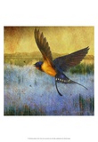 Barnswallow