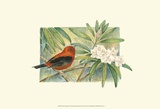 Scarlet Tanager