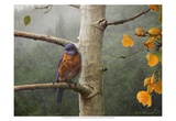 Bluebird Rain
