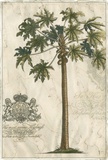 Palm Fresco IV