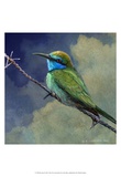 Bee Eater