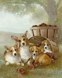 Apple Dumpling
