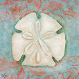 Sand Dollar