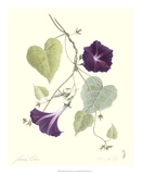 Morning Glory