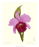Orchid I