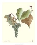Grapes I
