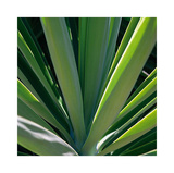 Botanicals VIII