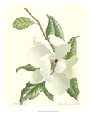 Magnolia