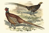 Pheasant Varieties V