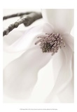 Magnolia Blush I