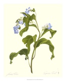 Virginia Bluebells