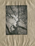 Silver Plate Birch I