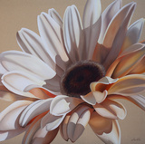 White Gerbera
