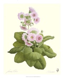 Primrose