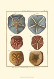 Sand Dollars I