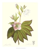 Lenten Rose