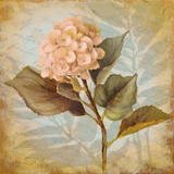 Pink Hydrangea Portrait