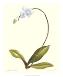 Orchid II