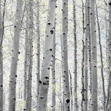 Aspen II