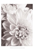 Black and White Dahlias II