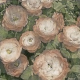 Ballerina Roses I