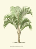 Coastal Palm I