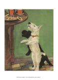 Terrier Trouble V