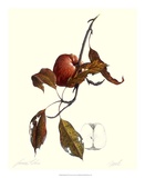 Red Apple