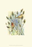 House Finches