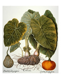 Gourd  Taro  & Pumpkin