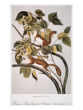 Hudson'S Bay Squirrel