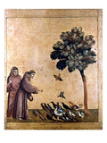 St Francis Of Assisi