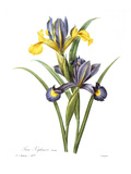 Spanish Iris