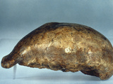 Skull Of Java Man