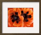 Oriental Poppies