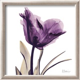 Royal Purple Parrot Tulip