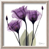 Royal Purple Gentian Trio