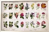 Vintage Botanical