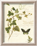 Ivies and Ferns IV