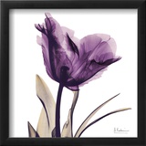 Royal Purple Parrot Tulip