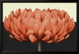 Apricot Flame II