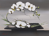 Happiness of White Orchids I