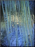 Water Ribbon Grasses  Triglochin Procera  in a River Stream  Australia