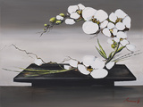 Happiness of White Orchids II