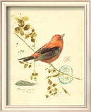 Gilded Songbird III