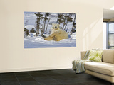 Polar Bear Cub Playing With a Watchful Mother  Wapusk National Park  Manitoba  Canada