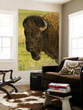 Bison Bull at the National Bison Range  Montana  USA