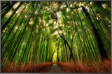 The Bamboo Forest