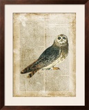 Antiquarian Birds I